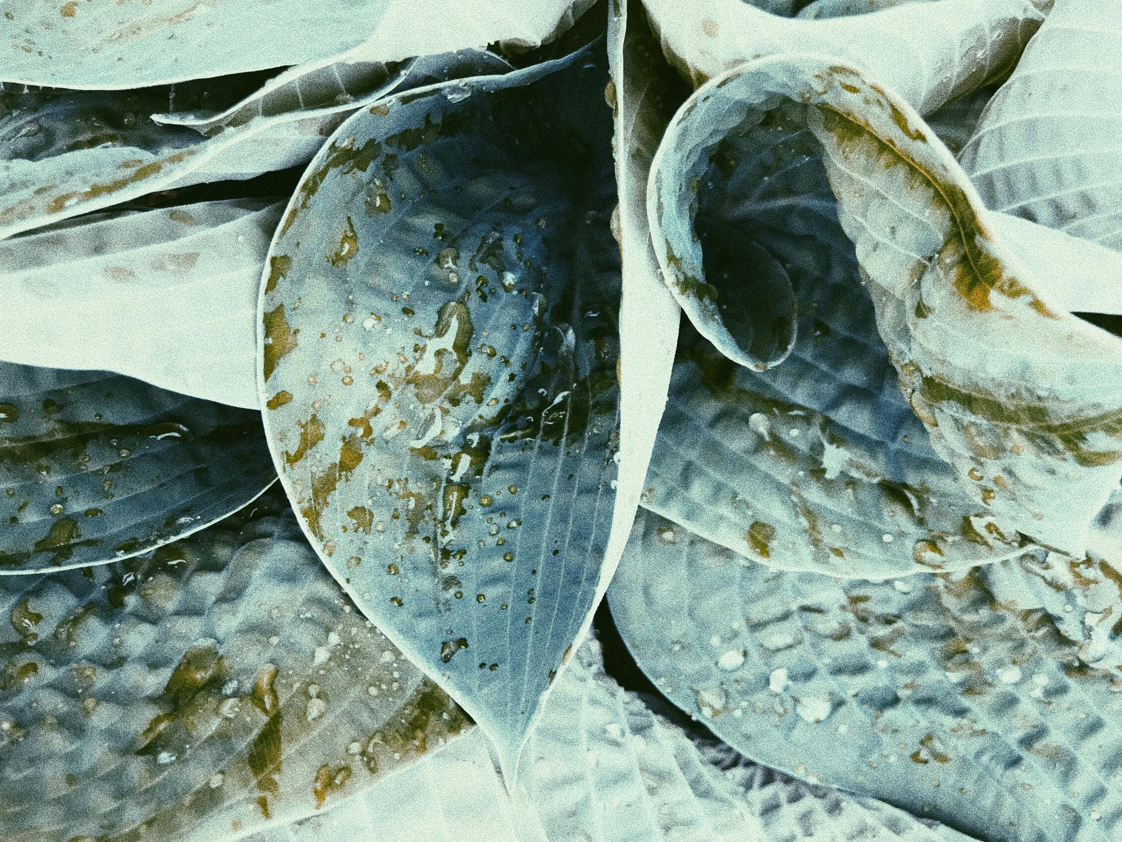 Close-up of textured plant leaves highlighting natural detail, observation and research themes aligned with BEX – Beyond Exploration
