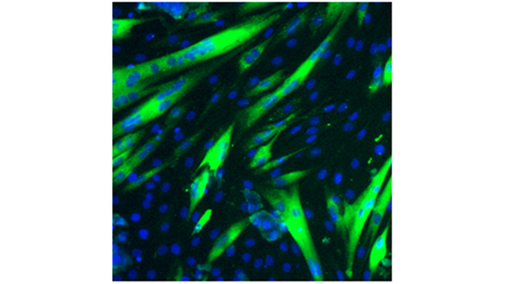 Cell lines
