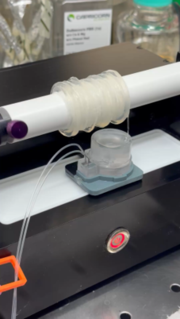 Cultured meat proof-of-concept